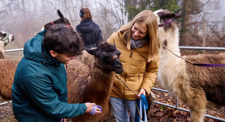 Tiergestützte Therapie mit Lamas