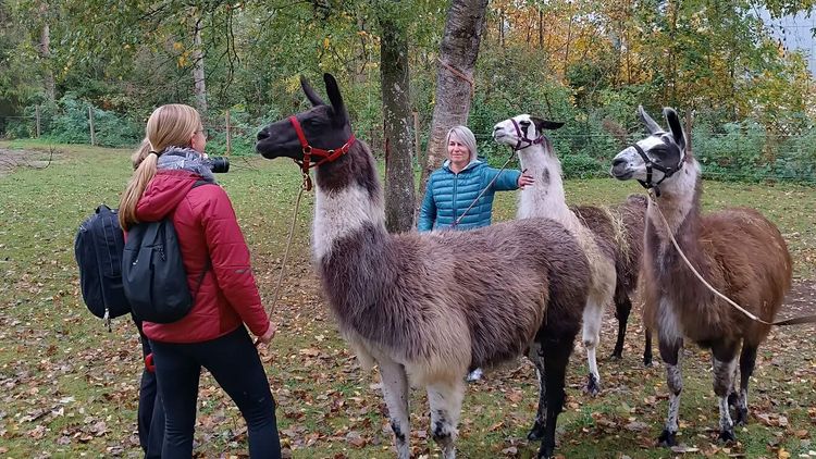 Lamatherapie