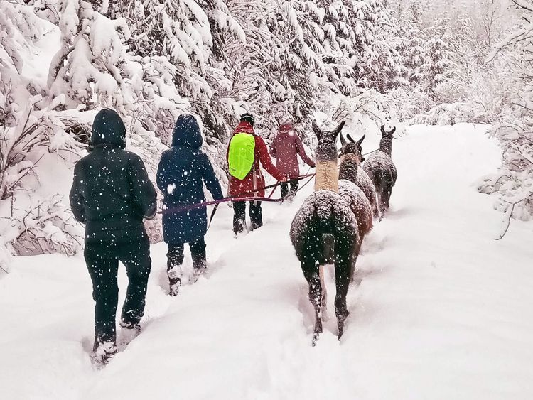 Lamatherapie im Winter