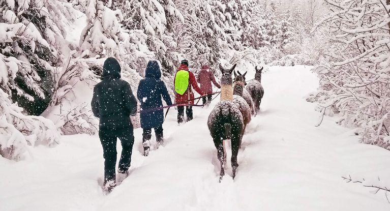 Lamatherapie im Winter