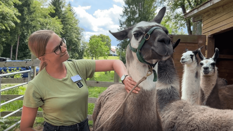 Tiergestützte Therapie mit Lamas