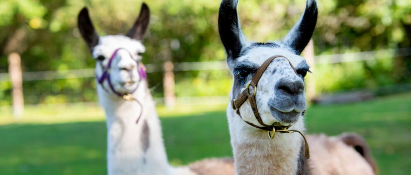 Zwei Lamas auf einer grünen Wiese
