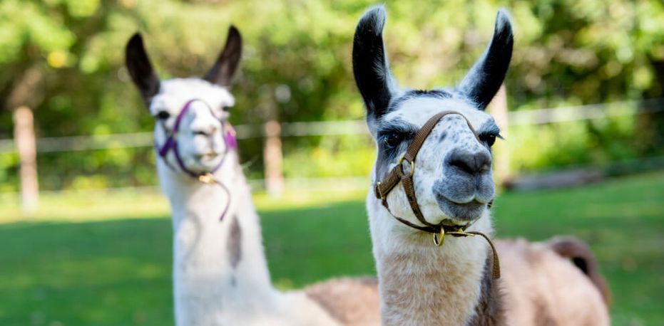 Tiergestützte Therapie mit Lamas