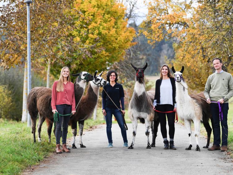 Mitarbeitende mit Lamas