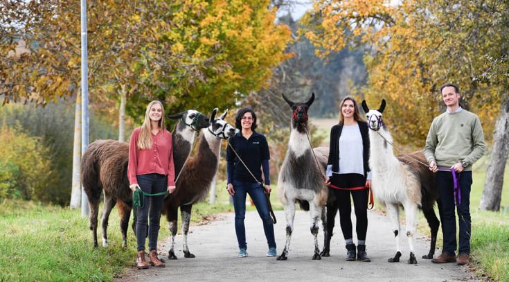 Mitarbeitende des Zentrums für psychische Gesundheit mit Lamas