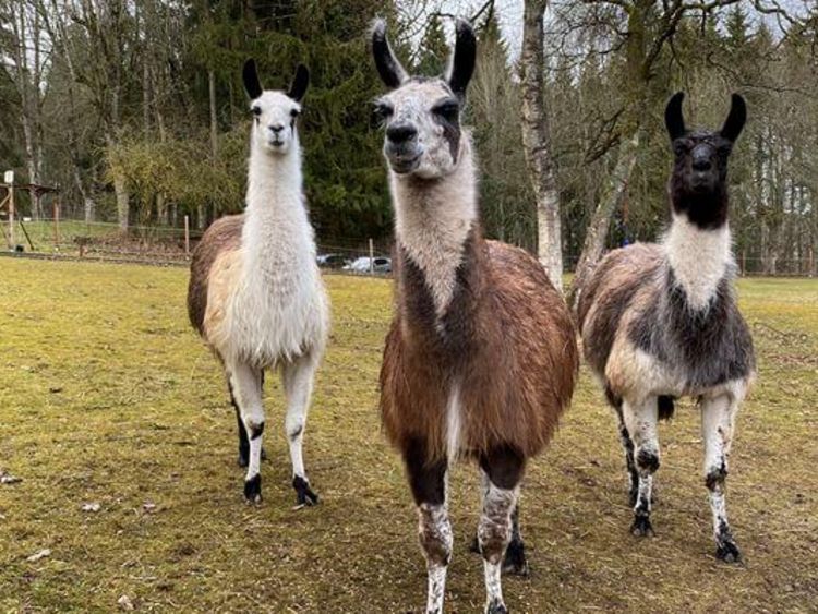 Lamas