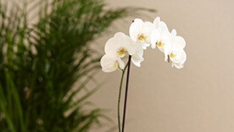Orchidee