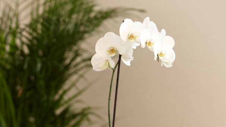 Orchidee vor einem Farn