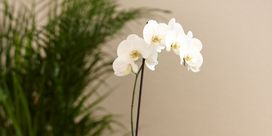 Orchidee vor einem Farn