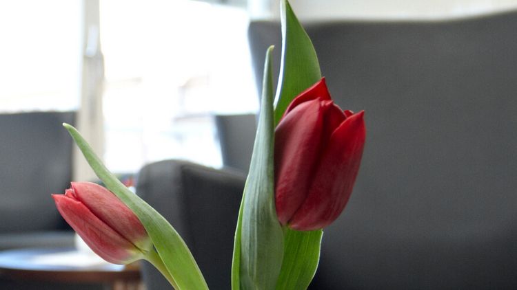 Zwei Tulpen in einer Vase