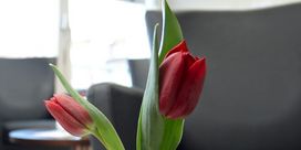 Zwei Tulpen in einer Vase